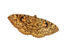 Owlet Eye Moth Isolated On White Background