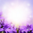 © gtranquillity - Campanula spring flowers design border background