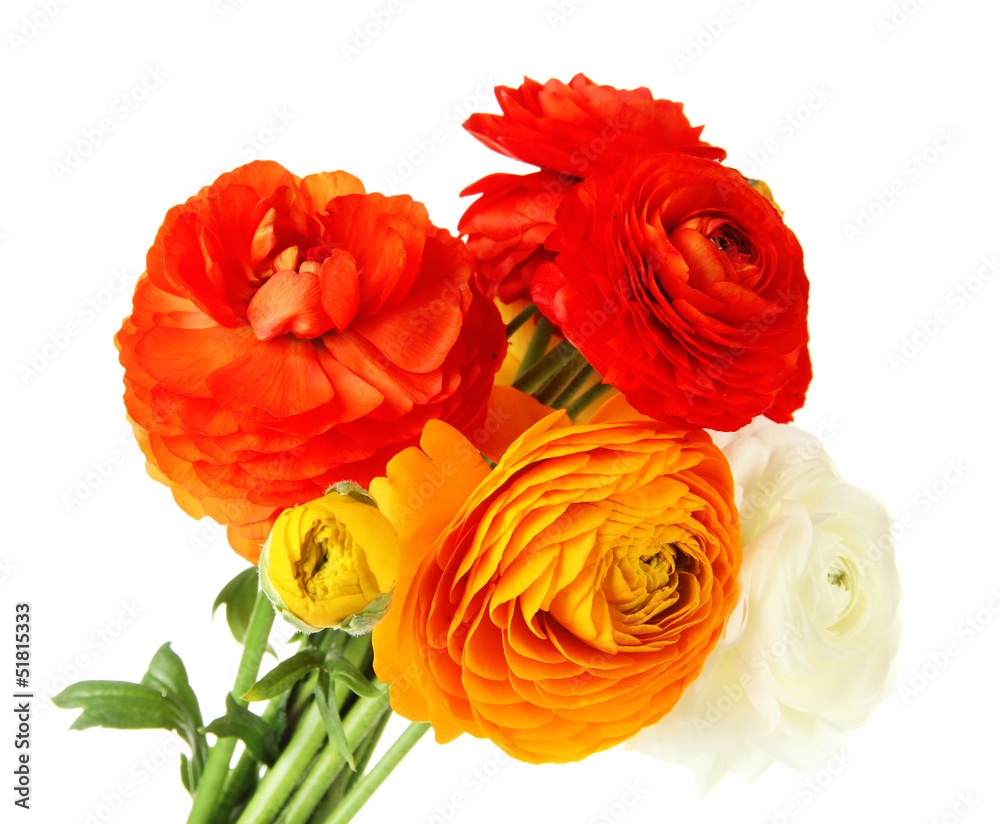 Ranunculus (persian buttercups), isolated on white