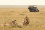 Fototapeta Sawanna - African lion couple and safari jeep in Kenya
