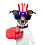 Fototapeta  - usa american dog