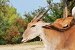 © franzdell - ANTILOPE PROFILO