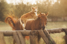 Red Border Collie Dog And Horse