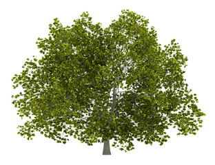 Wall Mural - american beech tree isolated on white background