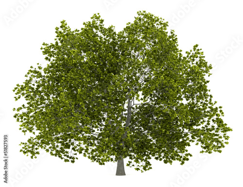 Fotomural american beech tree isolated on white background