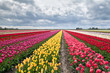 © Olha Rohulya - many colorful tulips on fields