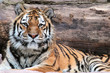 Siberian tiger (Panthera tigris altaica) lying
