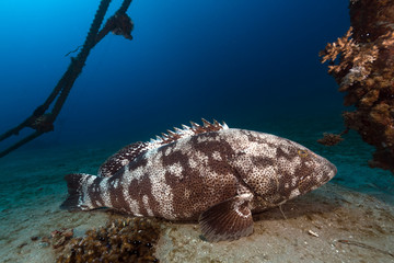 Wall Mural - Malabar grouper the tropical waters of the Red Sea.