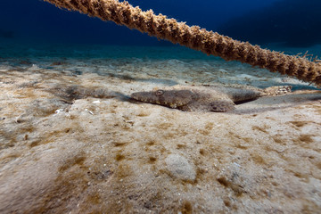 Wall Mural - Crocodilefish in the tropical waters of the Red Sea.