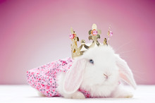 White Baby Rabbit With Golden Crown