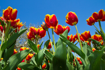 tulipani colorati