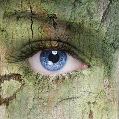 Wall Mural - Tree eye