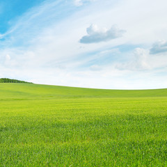 meadow and blue sky