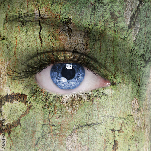 oko-drzewa