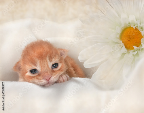 Naklejka dekoracyjna kitten