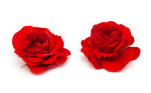 Two Beautiful Red Roses