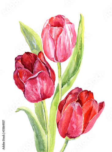 Naklejka ścienna Watercolor red tulips