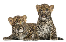 Two Spotted Leopard Cubs Lying Down And Sitting - Panthera Pardu