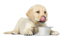 Labrador Retriever Puppy, 2 Months Old, Licking His Lips In Fron