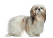 Side view of a Shih Tzu, 2 years old, standing