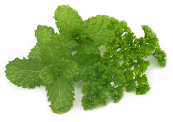 Sticker - Fresh parsley with mint leaves