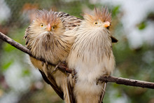 Pair Of Guira Cuckoo Birds