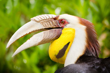 Close Up Portrait Of Wreathed Hornbill