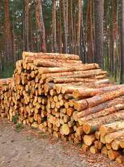 Wall Mural - Freshly harvested Pine logs on a stack. Renewable enrgy concept.