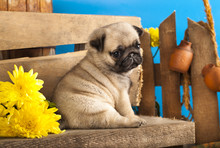 Pug Puppy And Spring  Flowers