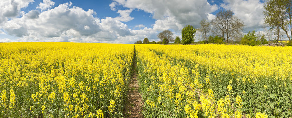 Wall Mural - Oilseed Rape, Canola, Biodiesel Crop