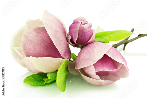 magnolie-na-bialym-tle