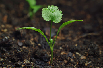 Coriander Seedling with first true leaf