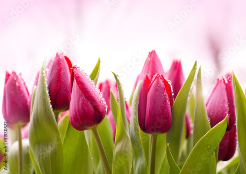 Fresh Tulips with Dew Drops - 51930622