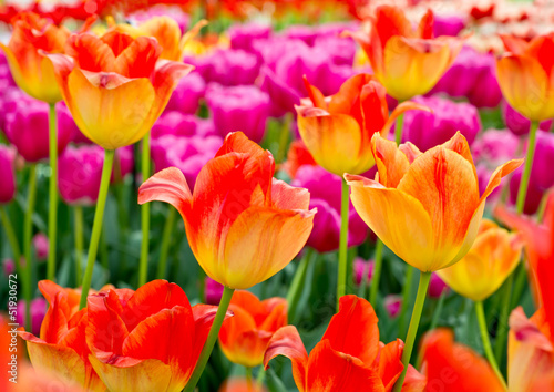 Floral Tulips Background - 51930672