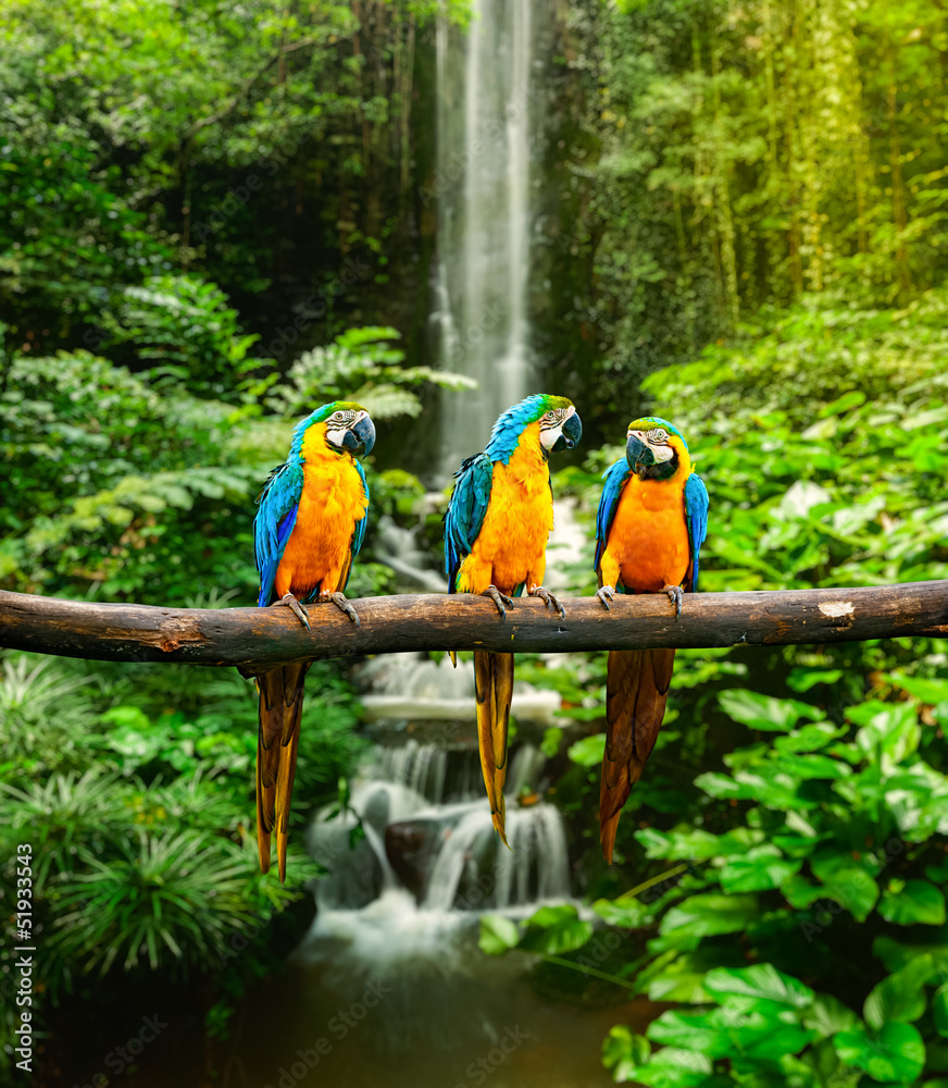Blue-and-Yellow Macaw - obrazy, fototapety, plakaty 