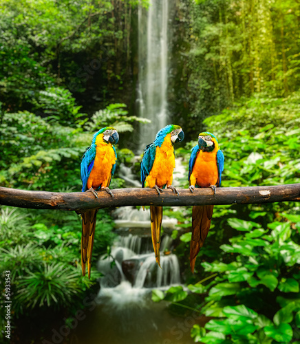Naklejka dekoracyjna Blue-and-Yellow Macaw