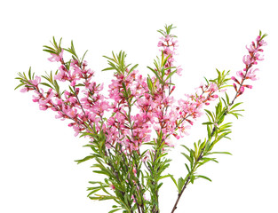 Canvas Print - branch with pink flowers