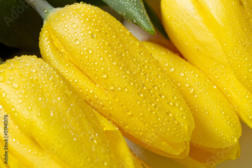 tulipani gialli - 51941376