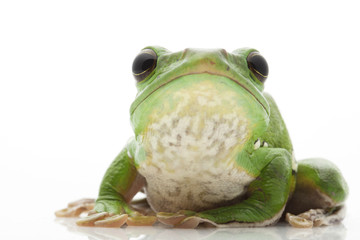 Canvas Print - White’s Tree Frog