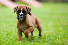 Playful Boxer Puppy