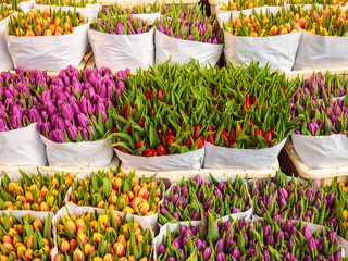 Wall Mural - Assortment of colorful tulips in a flower shop