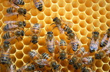 Fototapeta Zwierzęta - Pszczoły na plastrze miodu