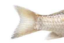 Fish Tail On A White Background. Macro
