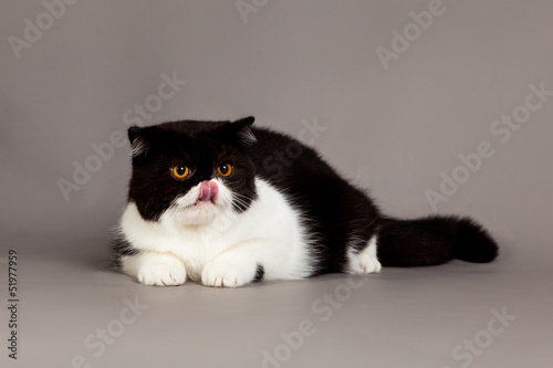 Exotic Shorthair Cat Persian Cat On Grey Background Buy This