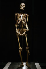 human anatomy real skeleton on a black background