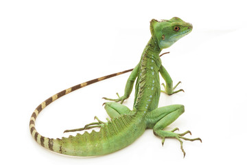 Canvas Print - Green basilisks