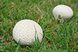 two giant puffballs