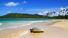 Sea Turtle On Beach. El Nido, Philippines