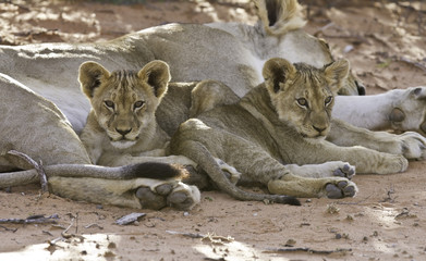 Wall Mural - Lioness with cubs