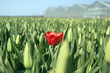 Single red tulip in field of green